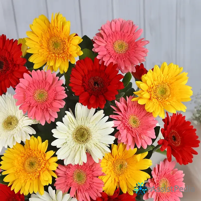 Mixed Gerbera Birthday Flower Box